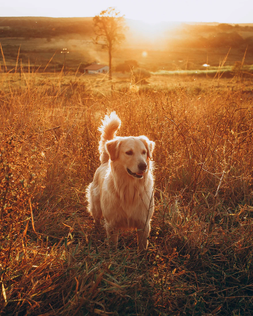 Golden retriever sitting in tall grass at sunset, looking into the light