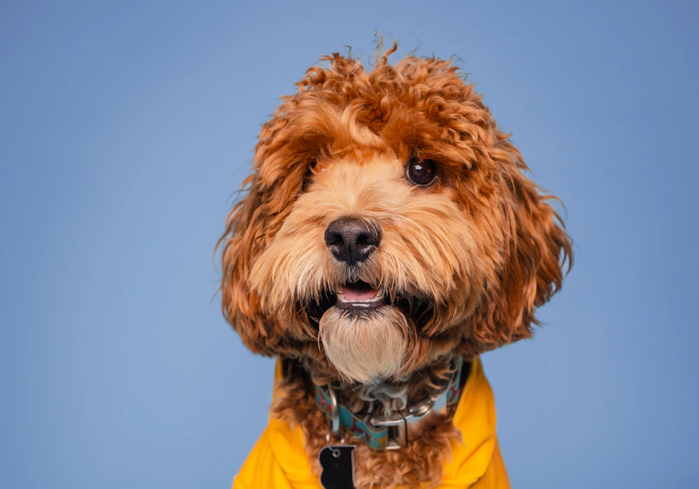 Brown dog in a yellow shirt against a blue backdrop