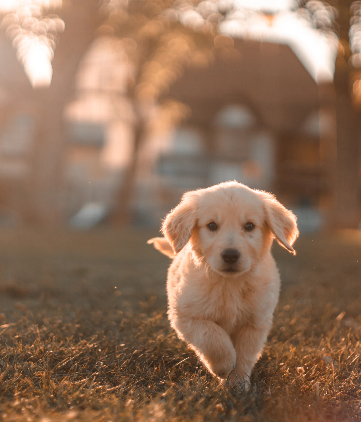 Yellow Labrador puppy running across a field, ears flying