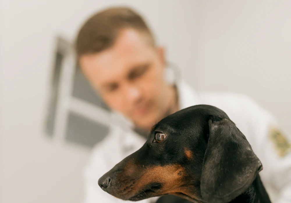 Veterinarian gently examining a black and tan dachshund